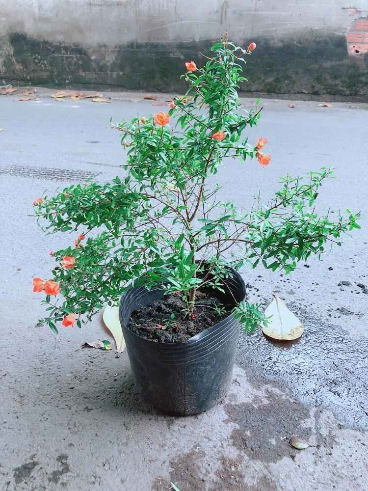 Cây Lựu Cho Sai Trái