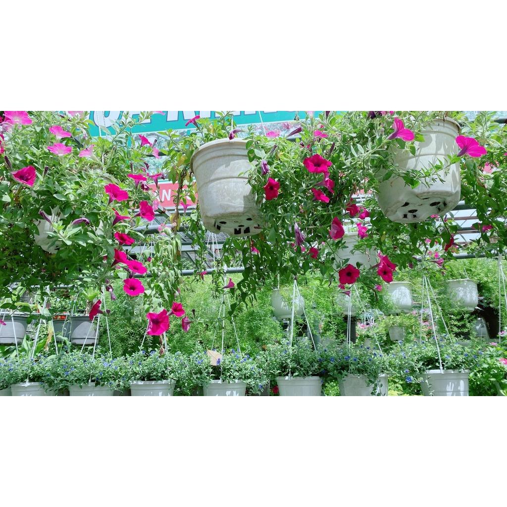 Chậu Hoa Dạ Yến Thảo