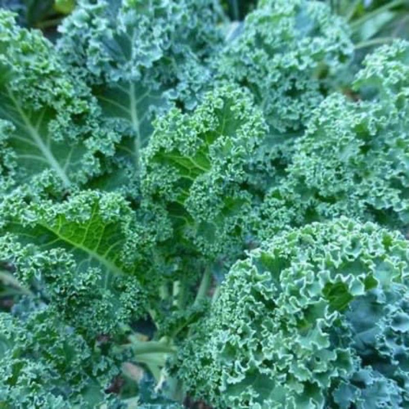 HẠT GIỐNG CẢI XANH KALE