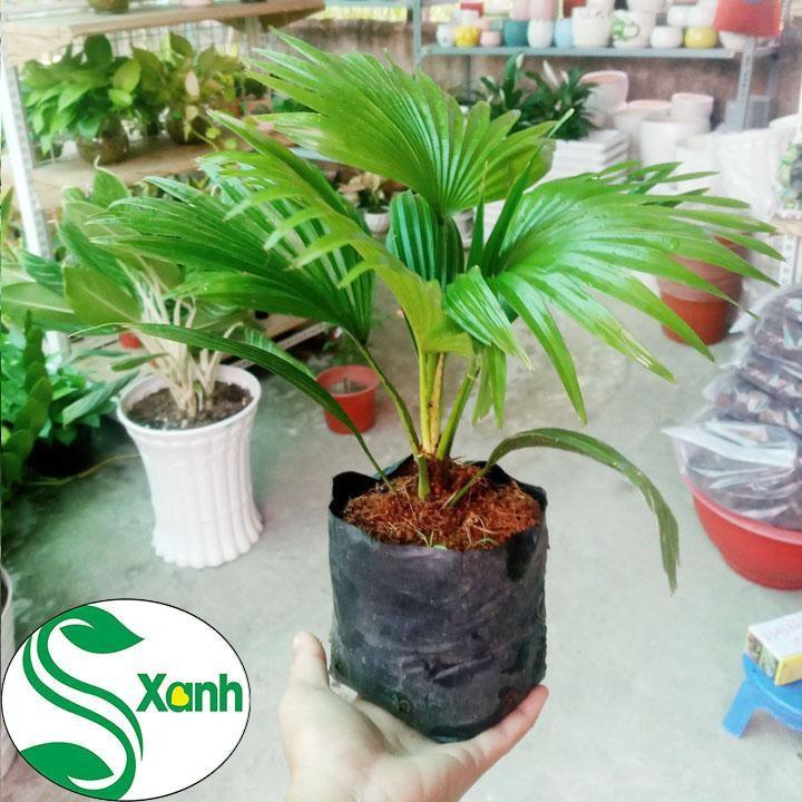 Cây cọ cảnh