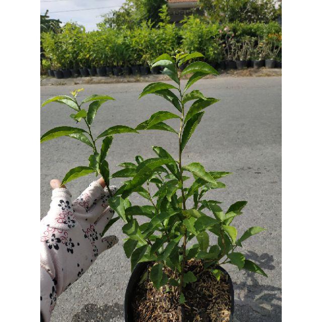 Cây Hoa Lài Nhật - Hoa Nhài Nhật + tặng phân bón cho cây