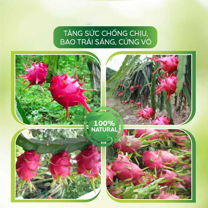 Thuốc Trị Nấm AT Chibozin 250ml Phòng Trừ Nấm Tắc Kè, Đốm Nâu Trên Thanh Long, Bao Trái Tăng Năng Suất