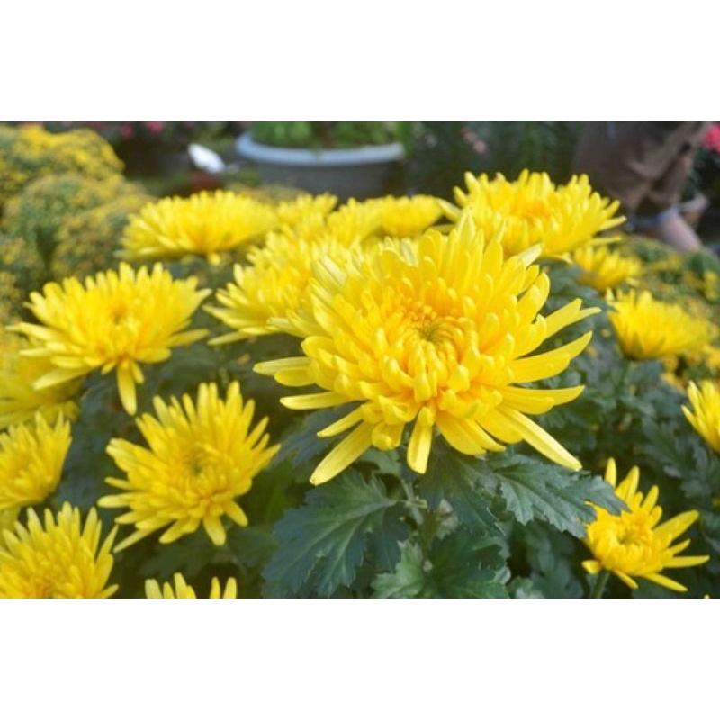 Mancozeb vàng UPL. 100g. Hàng chuẩn UPL Ấn Độ. trị vàng lá, sương mai, thán thư, thối rễ