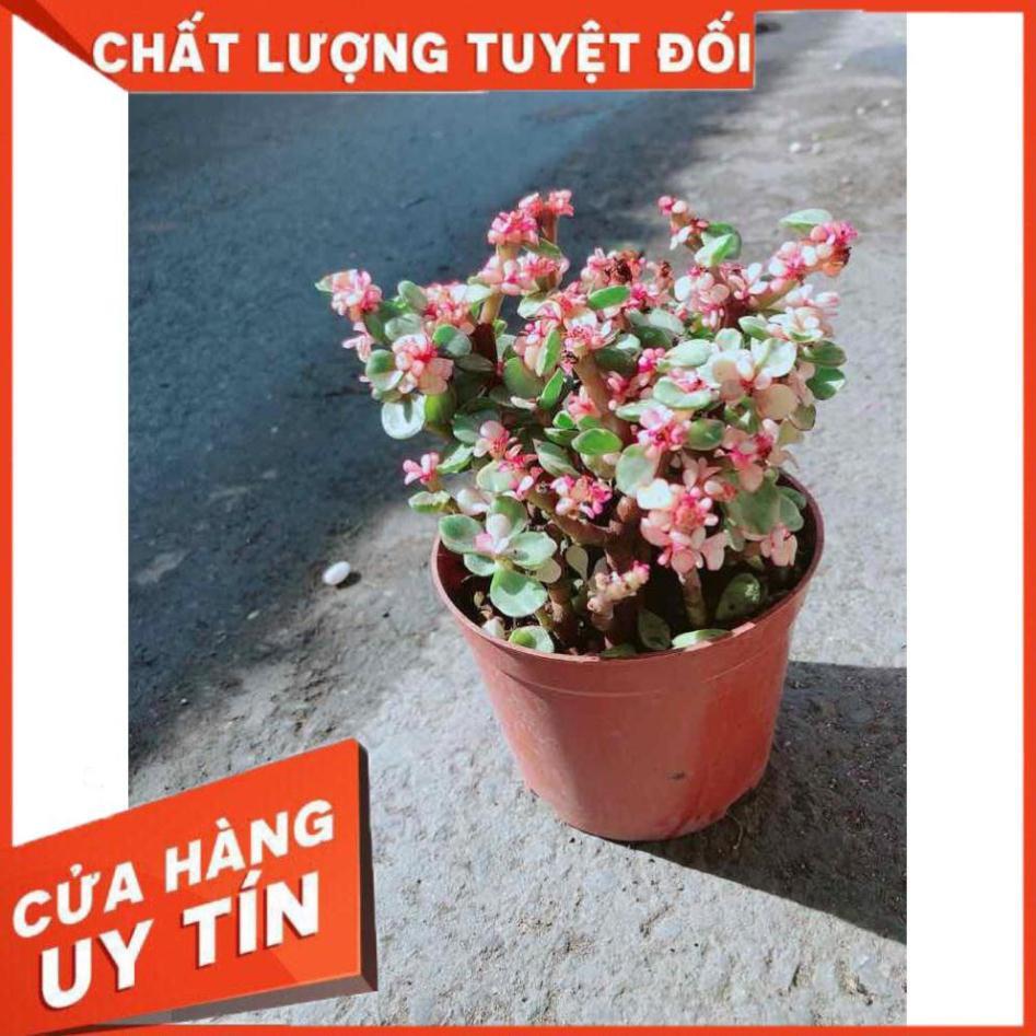 Đô La Hồng Nhiều Người Mua