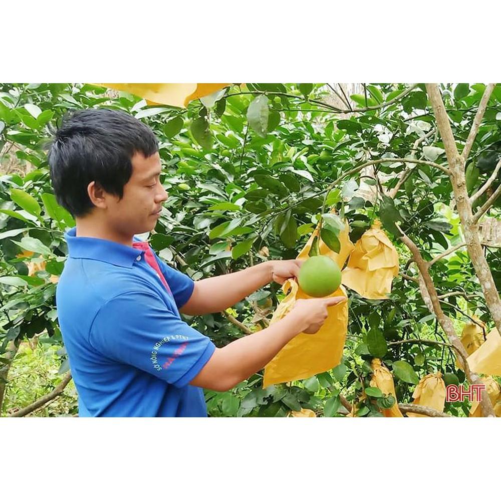 CHẤT LƯỢNG CAO Com bo 1000 túi bọc bưởi giấy không thấm nước