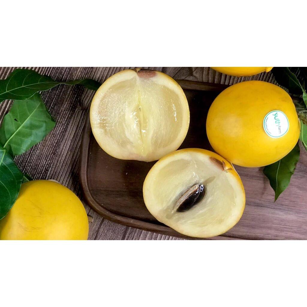 CÂY GIỐNG VÚ SỮA HOÀNG KIM GHÉP .