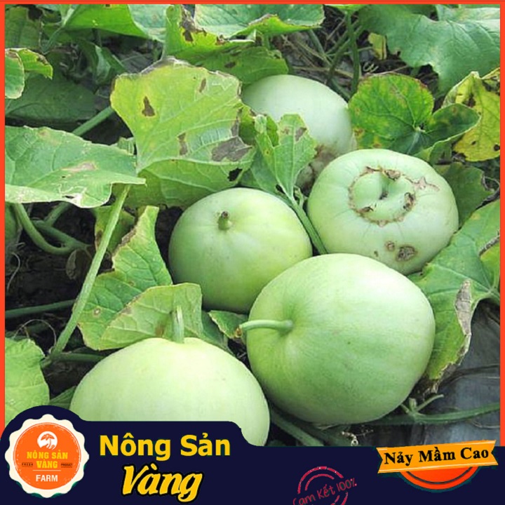 Hạt giống Dưa Lê Siêu Ngọt - Nông Sản Vàng
