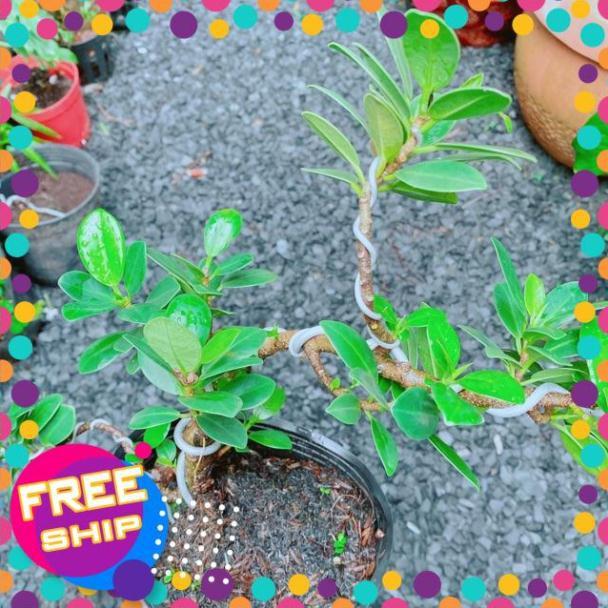 Cây Da Nhật Bonsai
