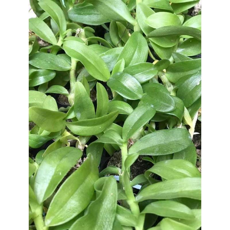 Trầm trắng lai cốc giống