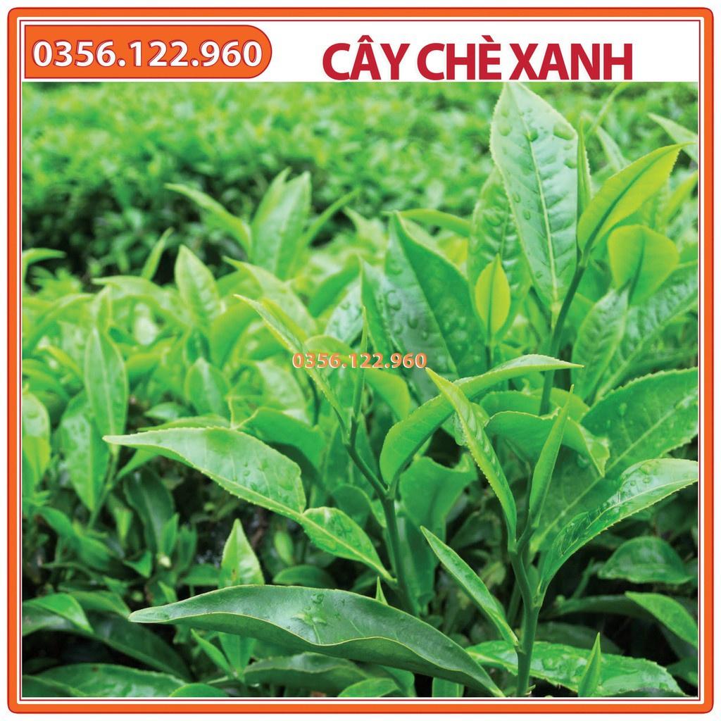 Combo 10 Cây chè xanh giống, trà xanh thái nguyên