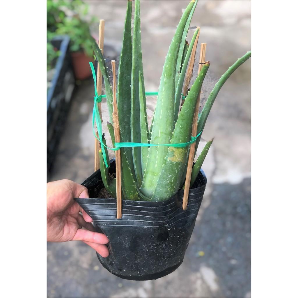 Cây Nha Đam lá to dùng chế biến thực phẩm