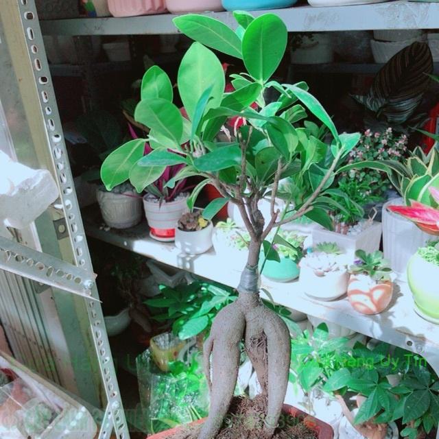 Chậu Si Bonsai