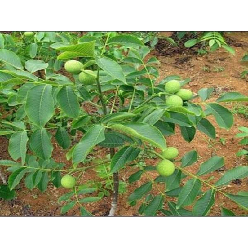Cây sấu giống
