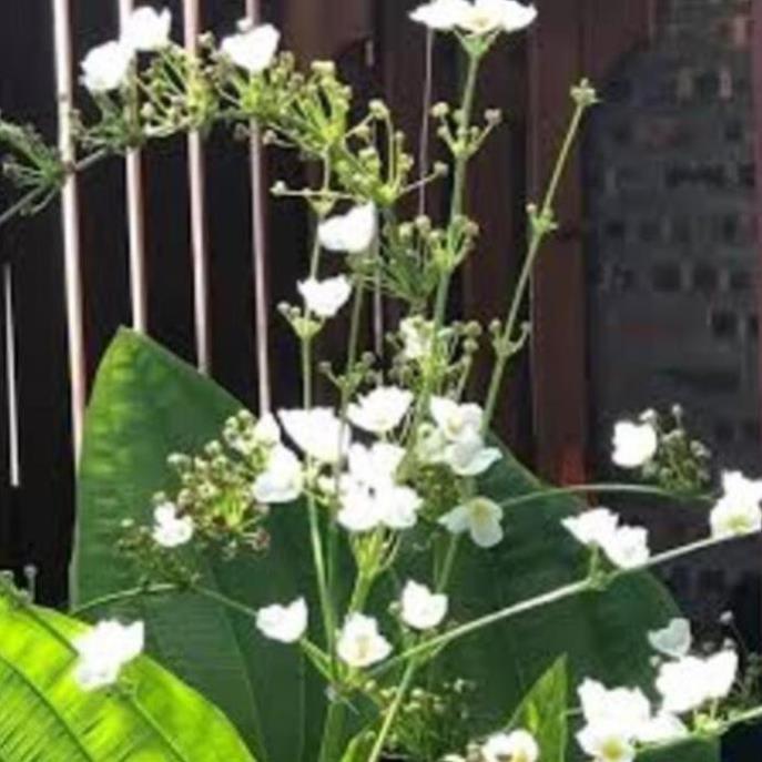 Chậu cây BÁCH THỦY TIÊN, THỦY SINH - Cây PHONG THỦY, may mắn, tài lộc - gửi đi nguyên bầu , cây đẹp, giống chuẩn