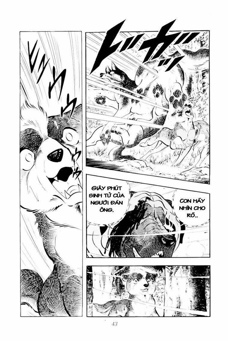 chú chó có nghĩa - ginga nagareboshi gin chapter 31 43