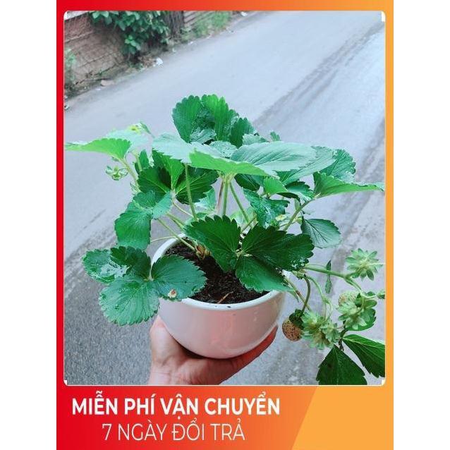 Chậu Dâu Tây