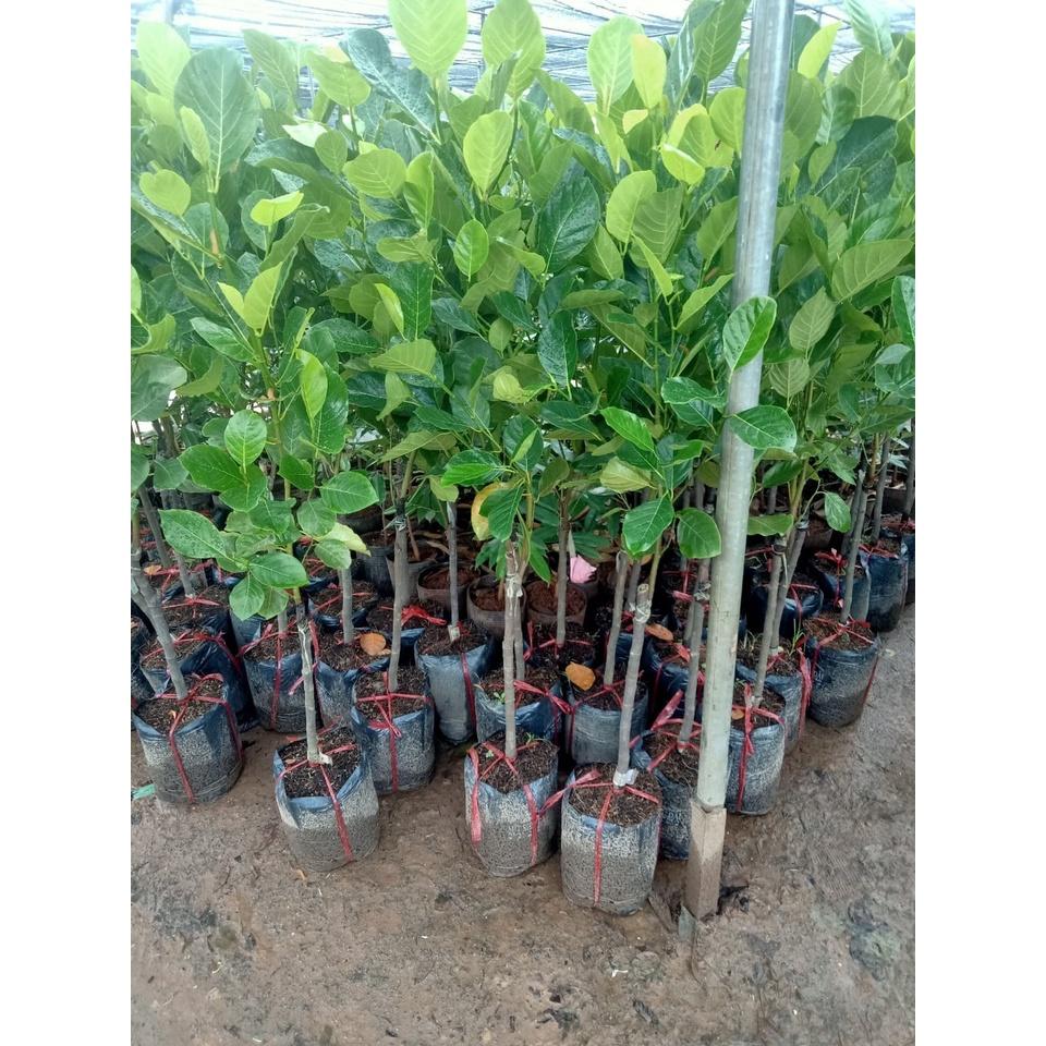 CÂY GIỐNG MÍT DAI TA MẬT ỐNG SIÊU QUẢ