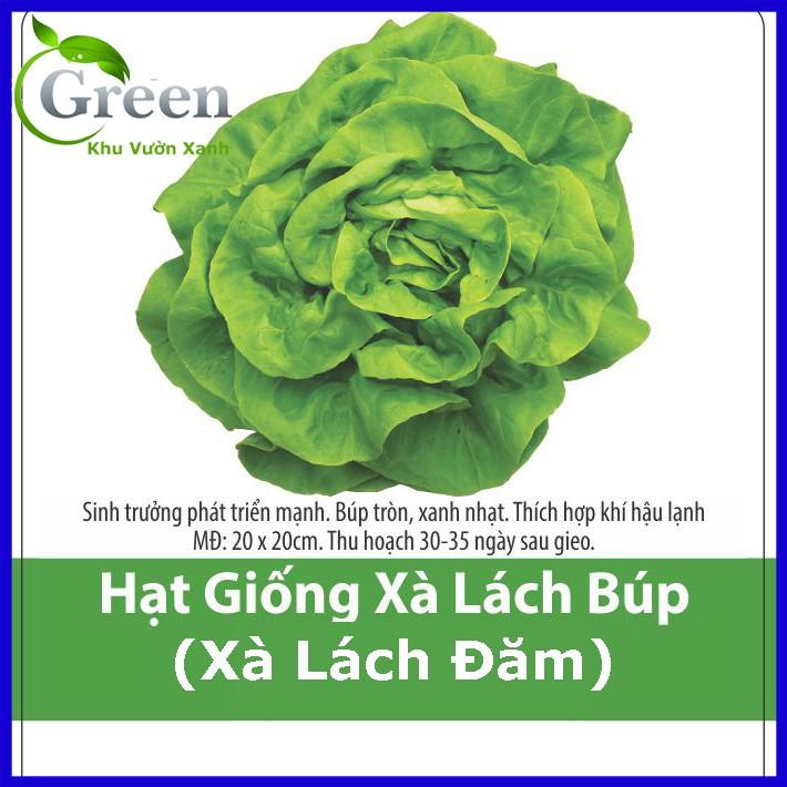 Hạt Giống Xà Lách Búp  Chịu Nhiệt