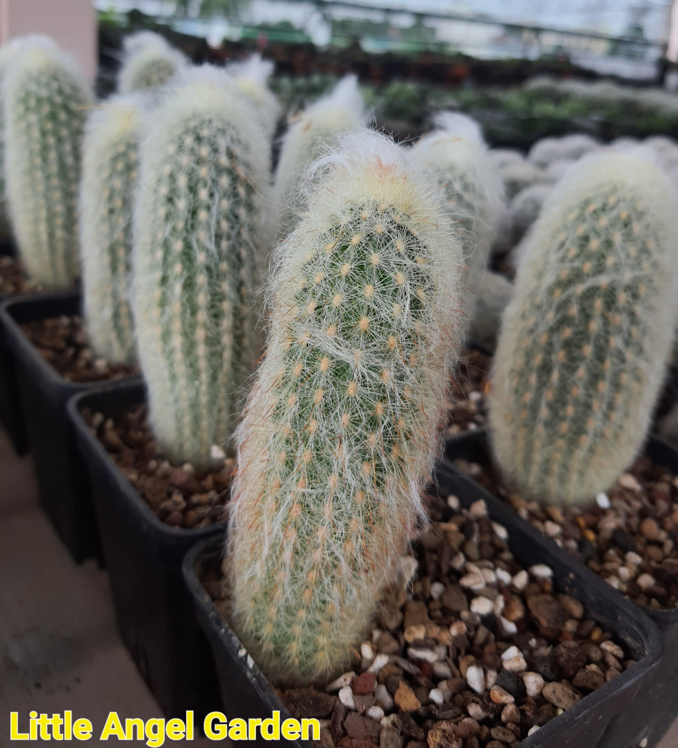 Xương rồng trụ ông tiên | Xương rồng Espostoa Lanata