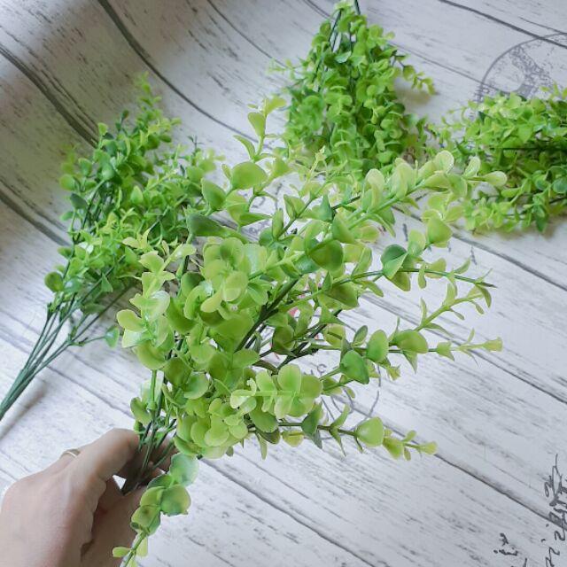 Nhánh cỏ xanh lá tròn