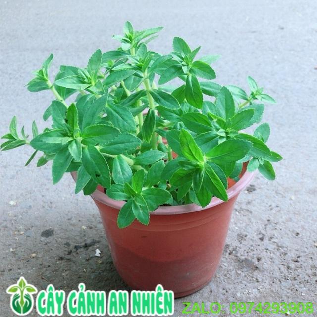 Chậu Cây Rau Ngổ