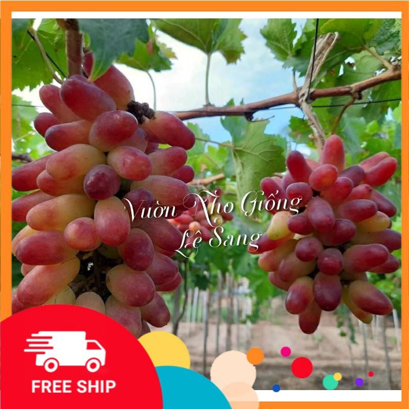 Cây Nho Ngón Tay. Giống