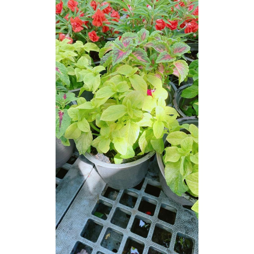 Chậu Cây Lá Gấm