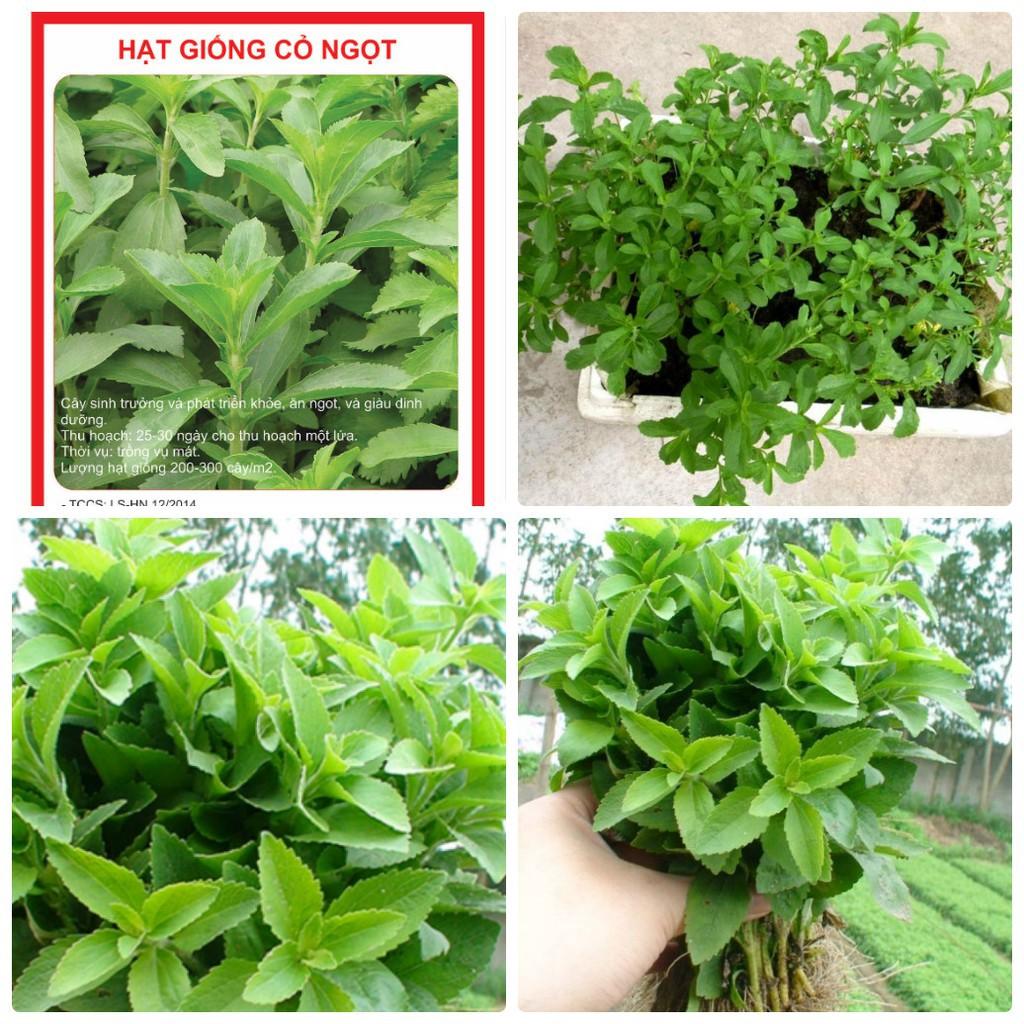 hạt giống cây CỎ NGỌT STEVIA, Cỏ đường, Cỏ mật hoặc Cúc ngọt dễ trồng