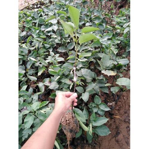 CÂY GIỐNG Lê VÀNG ĐÀI LOAN