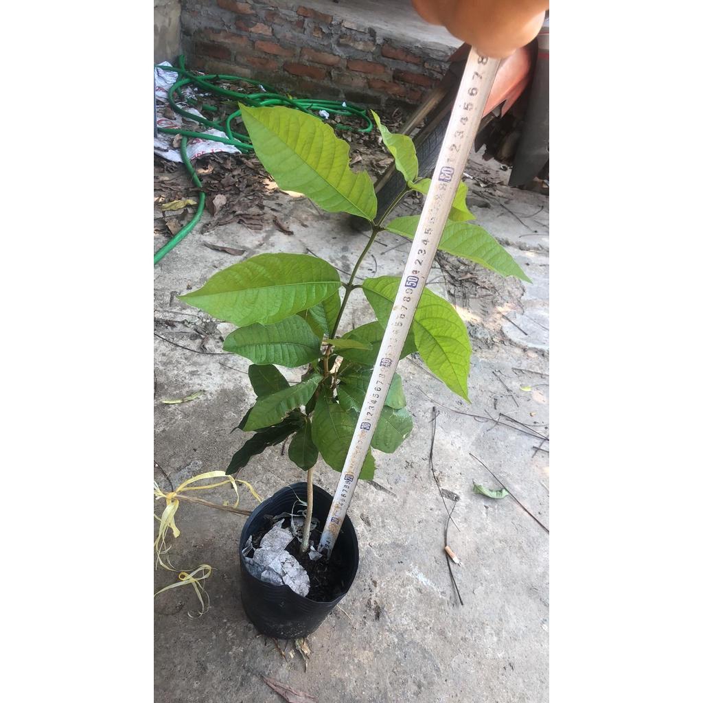 Cây hoa leo mai xanh thái lan sau 6 tháng cho hoa (cây gửi đi ảnh cuối