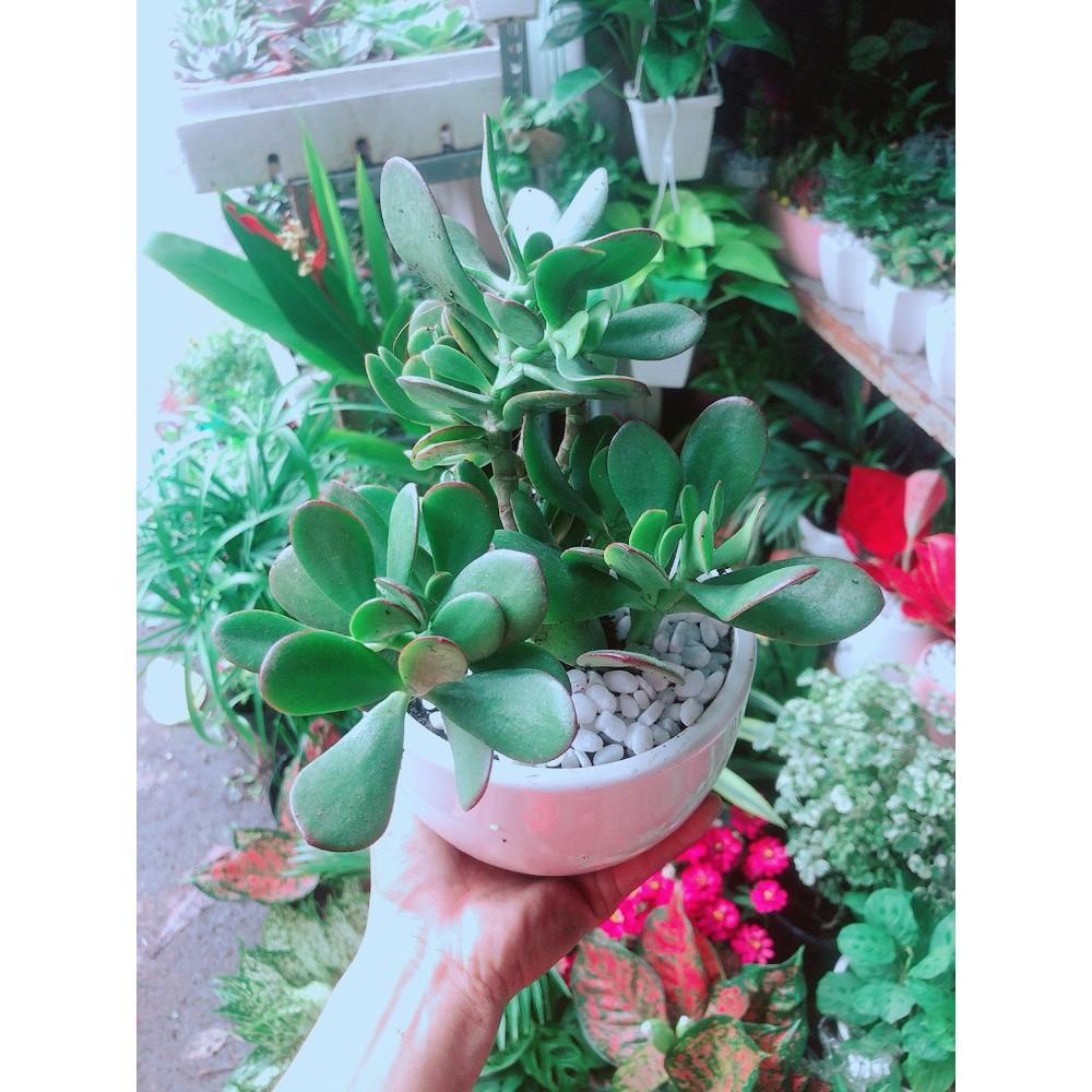 Chậu Cây Ngọc Bích