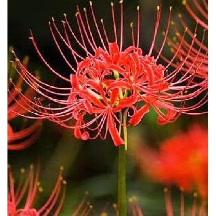 Combo 3 củ giống hoa bỉ ngạn hoa màu đỏ
