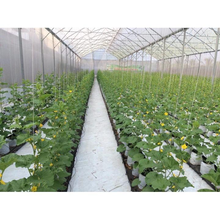 Hạt giống dưa lưới vàng F1