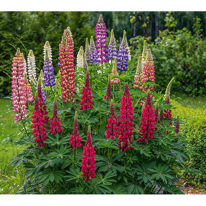 Hạt giống hoa đậu thơm lupin nhiều màu CT406 - Gói 50 hạt