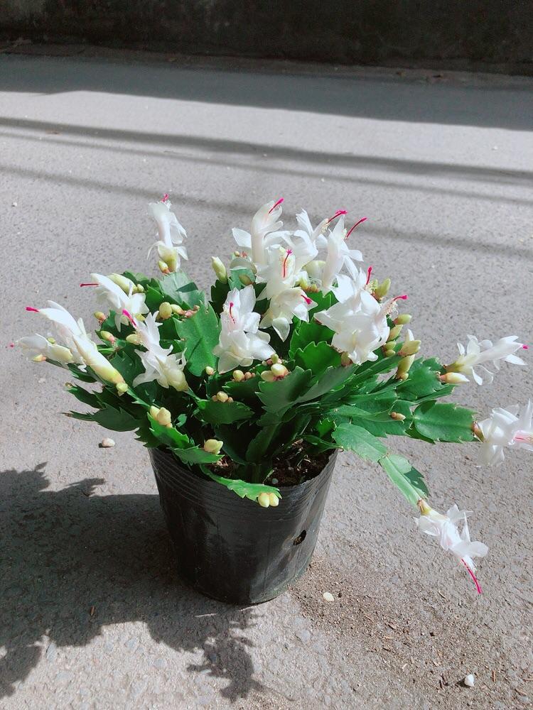 Chậu Hoa Tiểu Quỳnh Màu Trắng