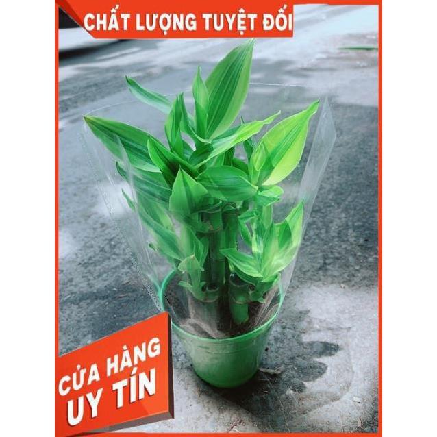 Chậu Trúc Phát Tài