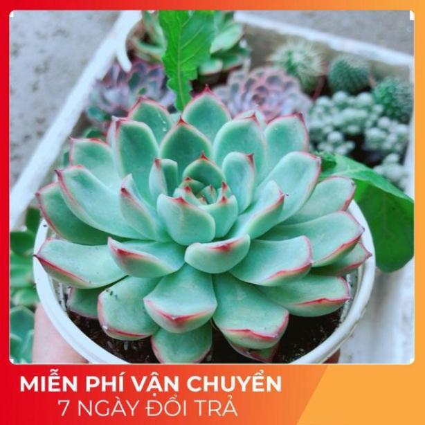 Sen Đá Viền Hồng