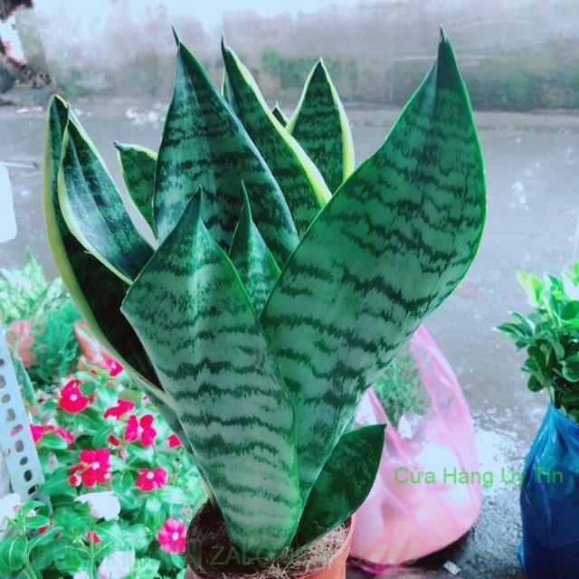 Lưỡi Hổ Cao