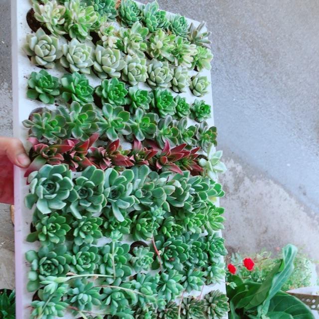 Combo 13 Cây Sen Đá Vỉ