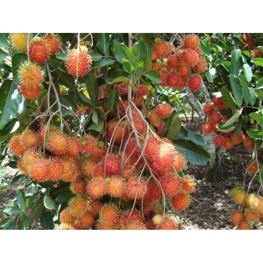 Cây giống chôm chôm thái