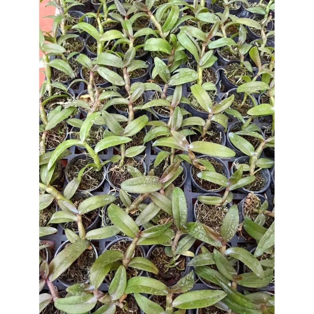 Phi điệp Hồng K1 com bo 2 cốc - PDHK1