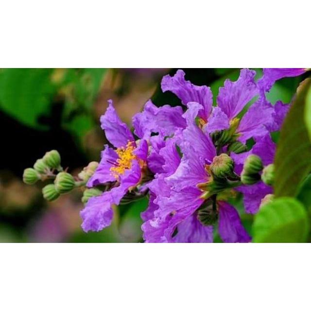 Cây Bằng Lăng Tím tặng 2 cây chè xanh
