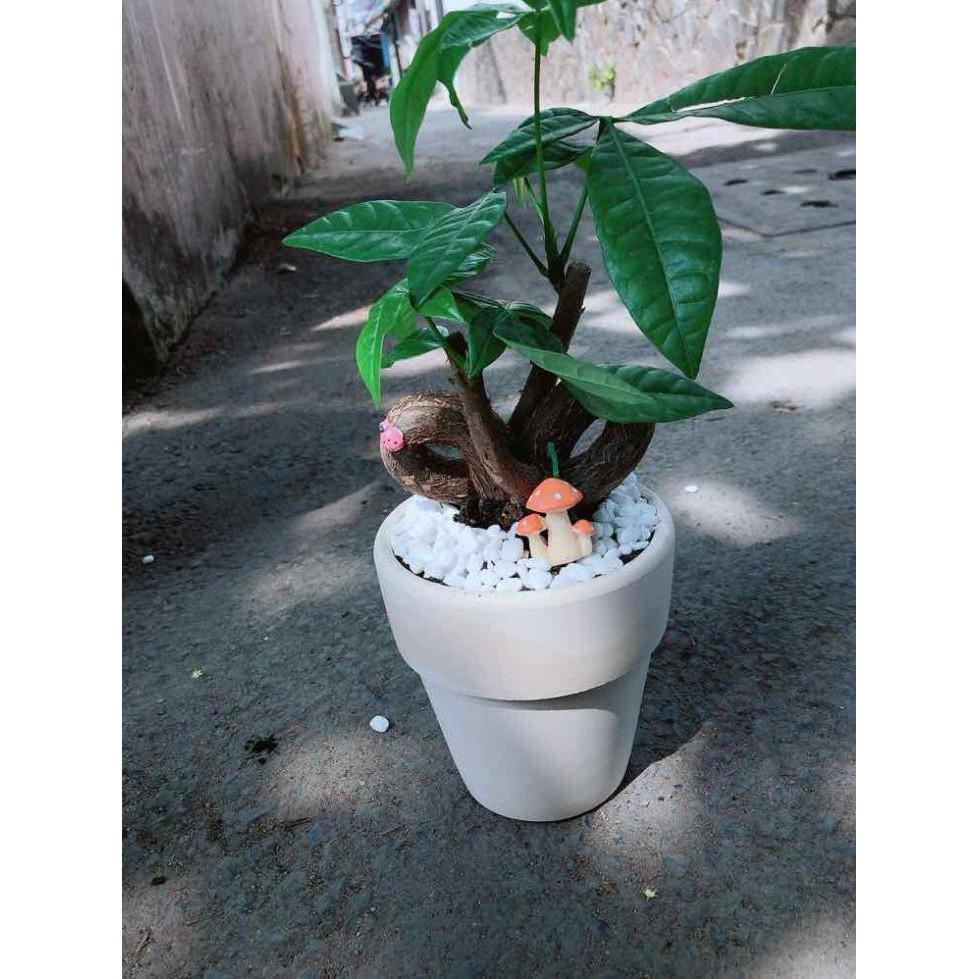 Chậu kim ngân nơ có trang trí Bán Chạy