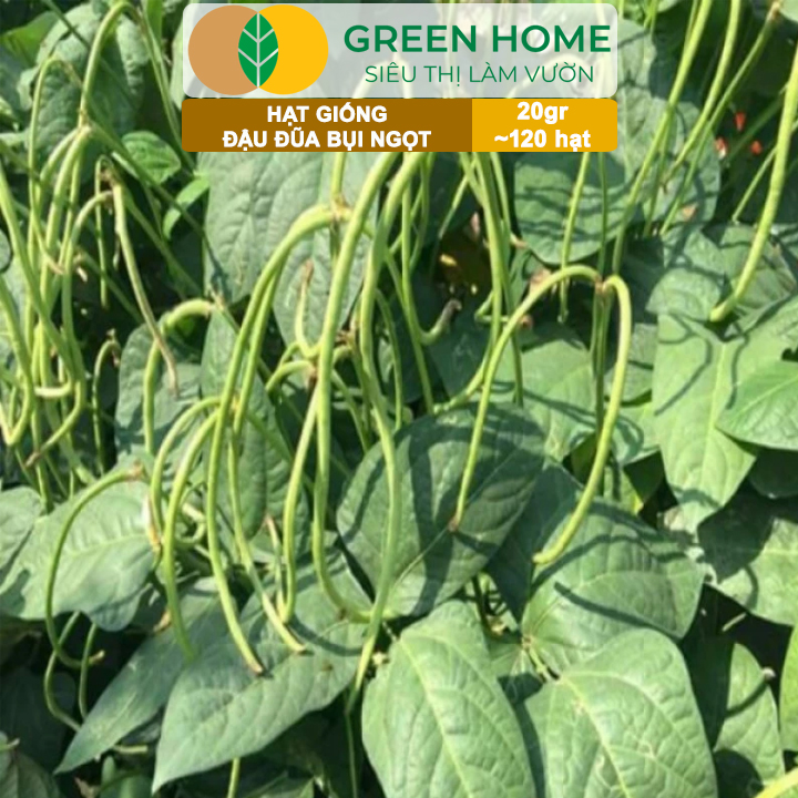 Hạt Giống Đậu Đũa Ngọt Lùn, Greenhome, Gói 20GR~120 hạt, Dễ Trồng Quanh Năm, Nảy Mầm Cao, T37