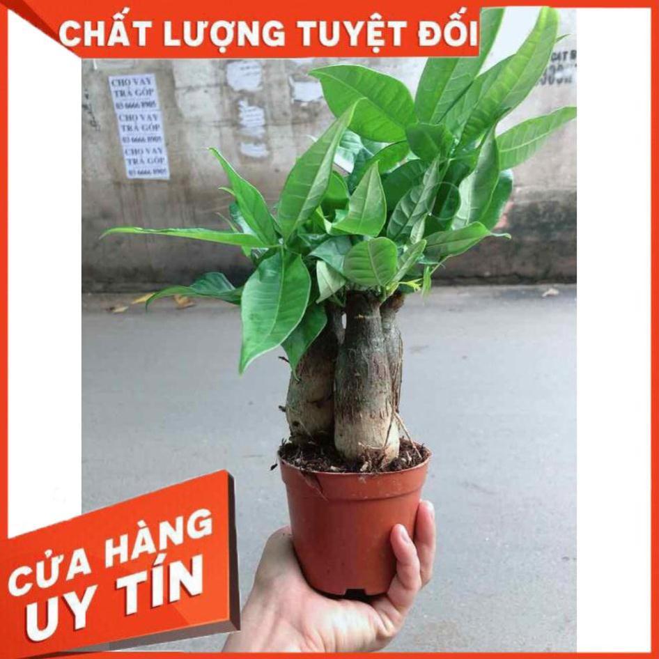 Chậu kim ngân 3 thân Nhiều Người Mua