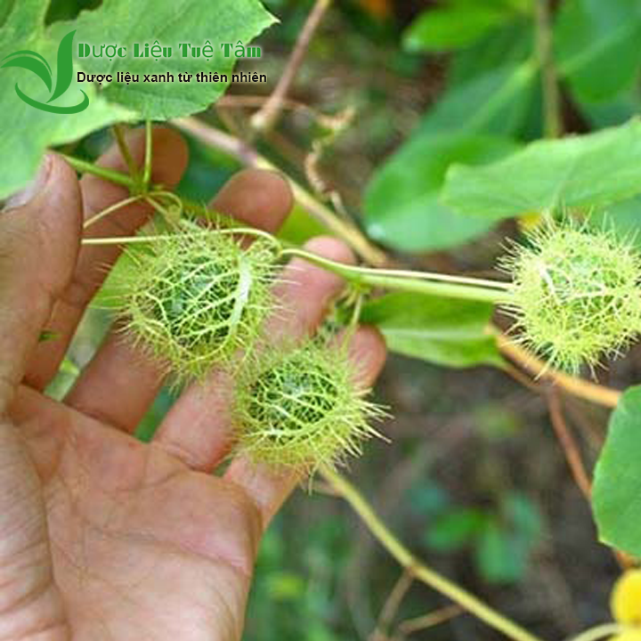 Cây lạc tiên - Sản phẩm hữu cơ tự nhiên khô 500gr