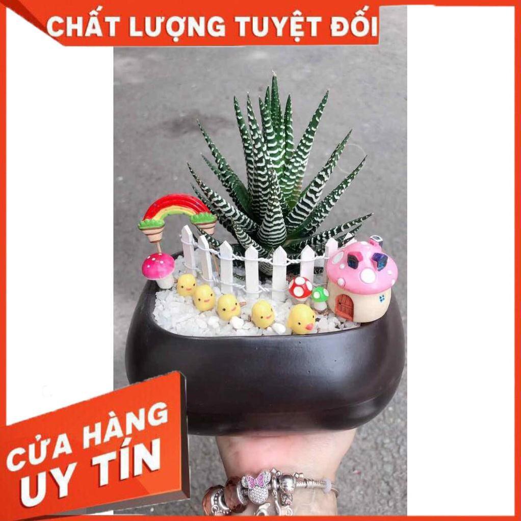 Chậu móng rồng tiểu cảnh Nhiều Người Mua