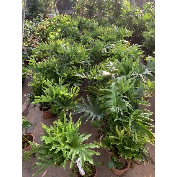 Cây trầu bà lá xẻ, trầu bà thanh xuân cao 50cm, cây cảnh phong thủy trồng trong nhà, mang đến tài lộc, may mắn