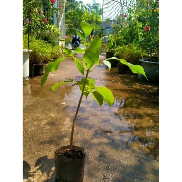 Cây kèn hồng