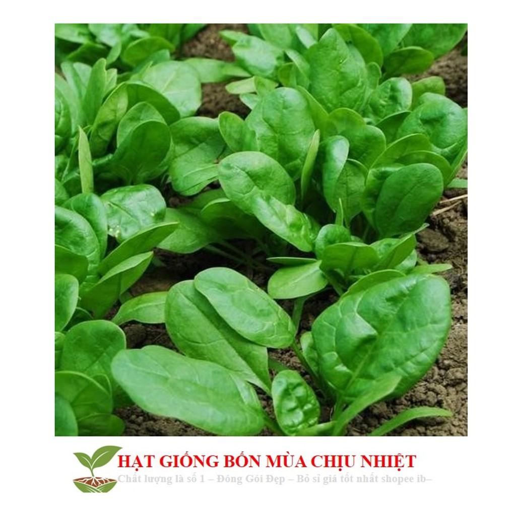 GÓI 100 HẠT GIỐNG CẢI BÓ XÔI 10g Hạt Giống Cải Bó Xôi - Chịu Nhiệt, Dễ Trồng Rau Chân Vịt